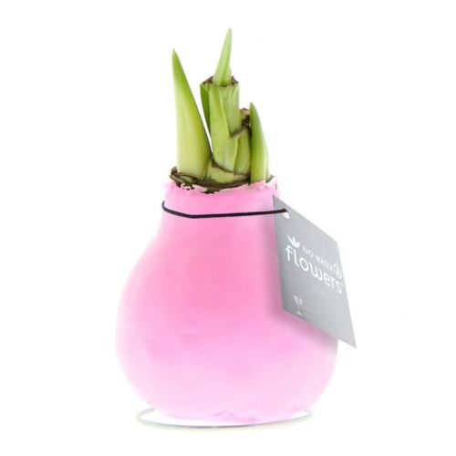 Amaryllis bulb in gift box - Image 6